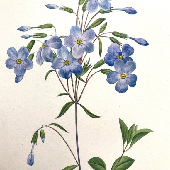 P. J. Redoute, Hand-Colored Engraving, Phlox Reptans, 1827, 12 1/2" x 9 1/2" - Picture 5 of 5